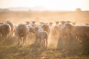 Dormer herd in the sunrise