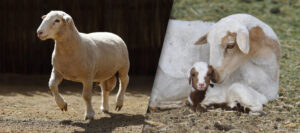 Dormer sheep - Shaven Ram and Ewe with day old lamb