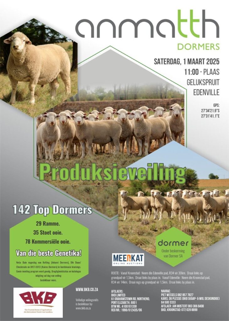 anmatth dormers - Produksieveiling for domer sheep