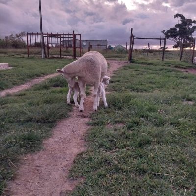 Dormer ewe with two lambs