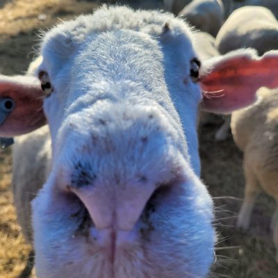 Dormer Sheep sniffing the camera