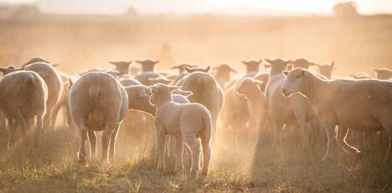 Dormer herd in the sunrise