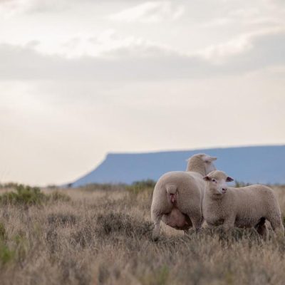 Two dormer sheep standing in a dry field. with the sunset in the background.