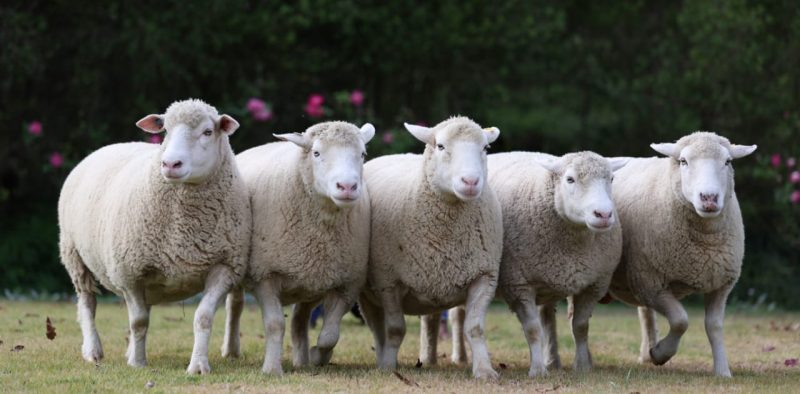 Five Dormer sheep running next to each other