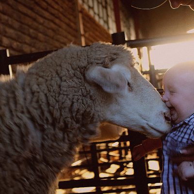 Dormer Sheep being kissed by a laughing toddler.