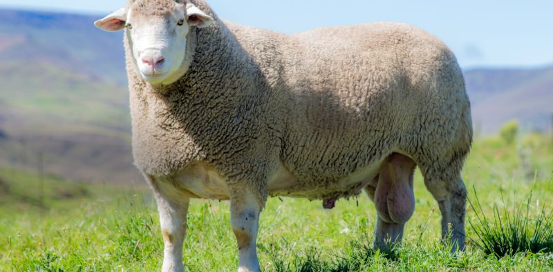 Dormer Sheep South Africa