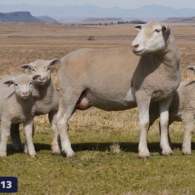 Dormer Ewe with 3 lambs with her.