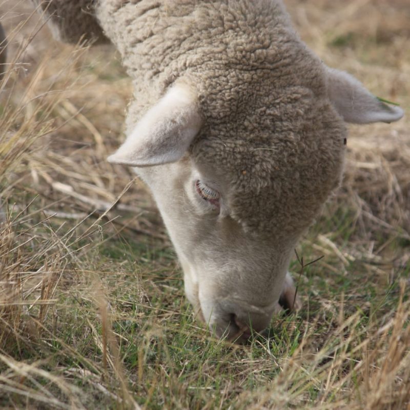 Dormer ewe grazing on grass