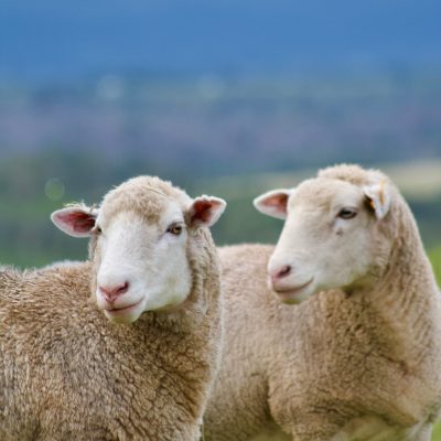 Photo of Two Dormer Sheep standing next to each other in an open field.