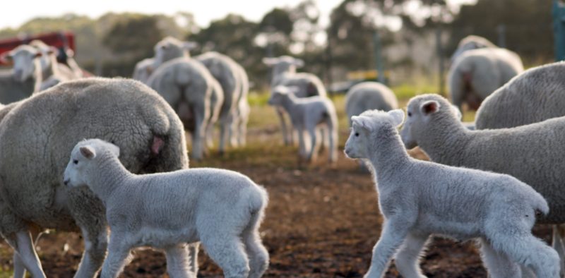 Dormer Lambs with mothers