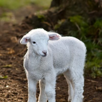 Small Dormer Lamb