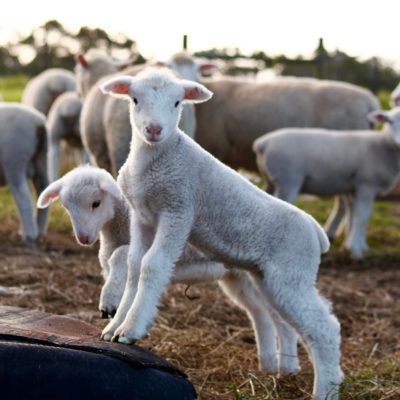 2 young Dormer Sheep Lambs standing on tyre. Soft light from behind.