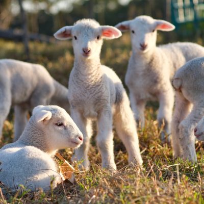 Dormer Lambs