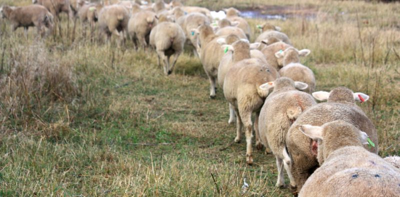 Dormer sheep flock walking in a row