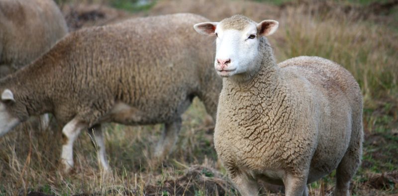 Dormer ewe looking around, standing in a field.