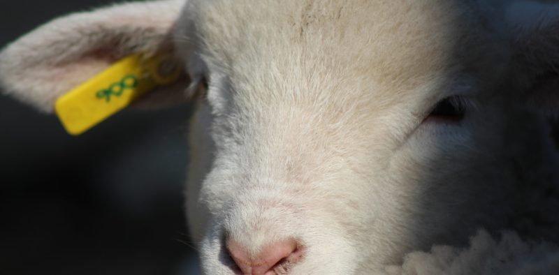 Face off a Small Dormer Lamb