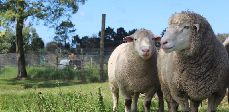 Two Dormer Sheep standing in the shade.