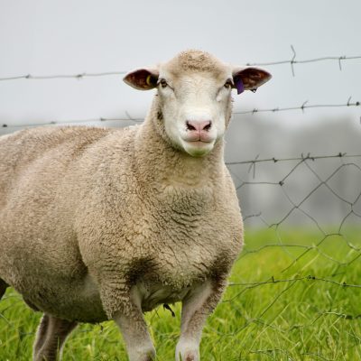 Dormer Sheep South Africa