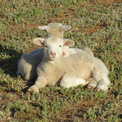 Dormer Lambs resting on a open field.