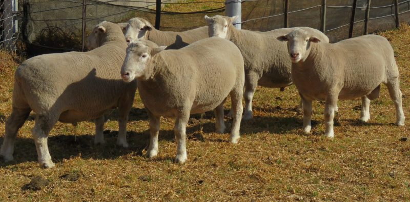 Dormer Rams standing together in a kraal