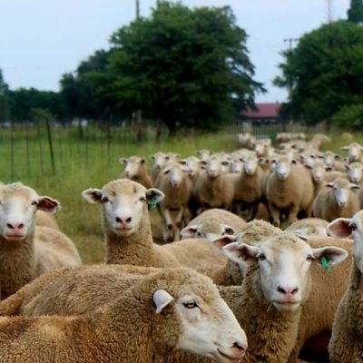 Dormer Sheep herd standing and looking at the camera.