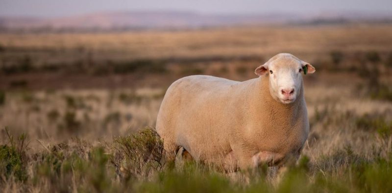 Big shaved Dormer Ram standing in a dry open field facing the camera.