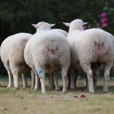 Dormer Ewes from behind