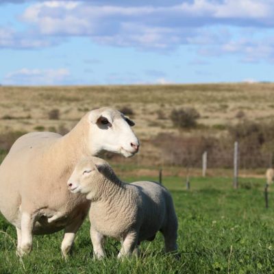 Shaved Dormer Ewe standing next to her little lamb.